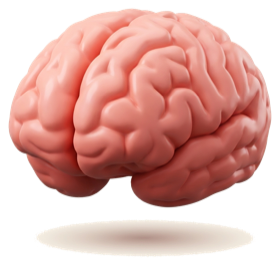 Brain